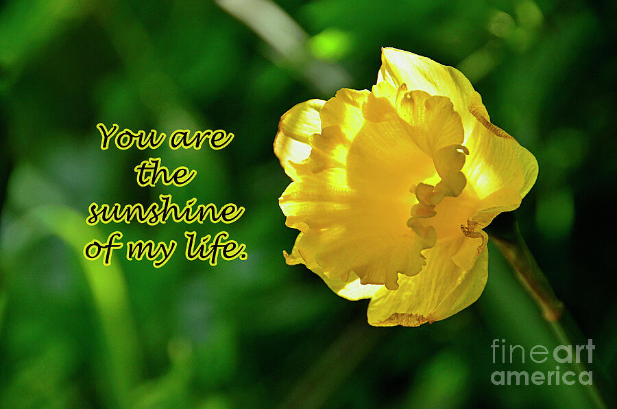 You are The Sunshine of My Life Photograph by Debby Pueschel