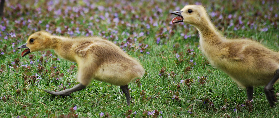 Geese Photograph - You Better Run.... The Gosling Series  by Michelle  BarlondSmith