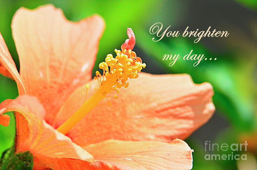 You Brighten My Day Photograph by Debby Pueschel