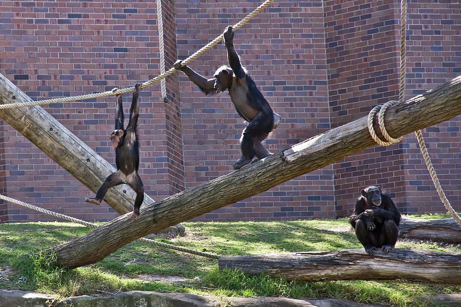 Chimpanzee Photograph - You Cant Catch Me by Miroslava Jurcik