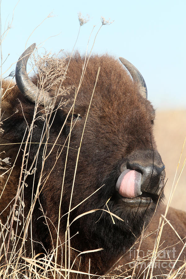 Bison Photograph - You Cant Pick your Friends by Rick Rauzi