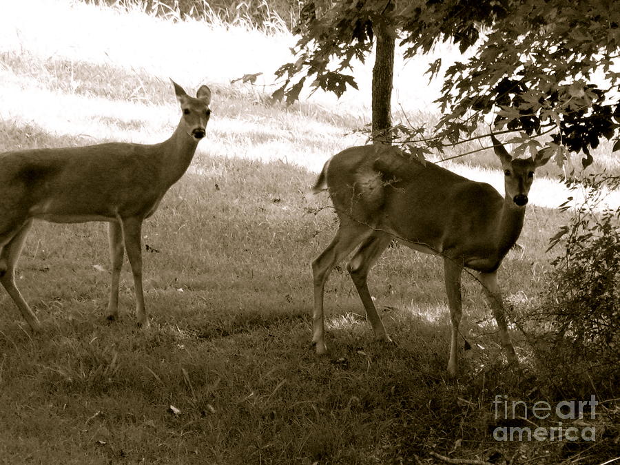 Deer Photograph - You caught me by Sherri Williams