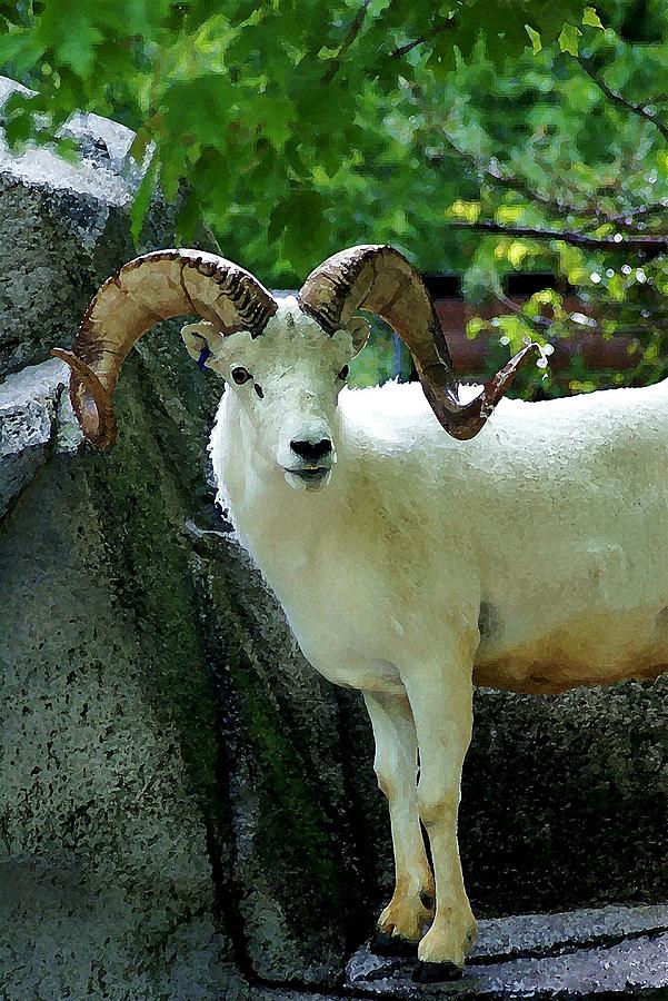 Goat Photograph - You Get The Horns by Jeffery Bennett