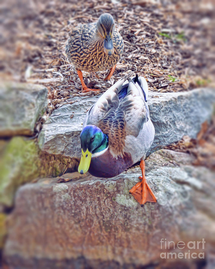 You Go First - Male and Female Mallard Ducks Photograph by Kerri Farley