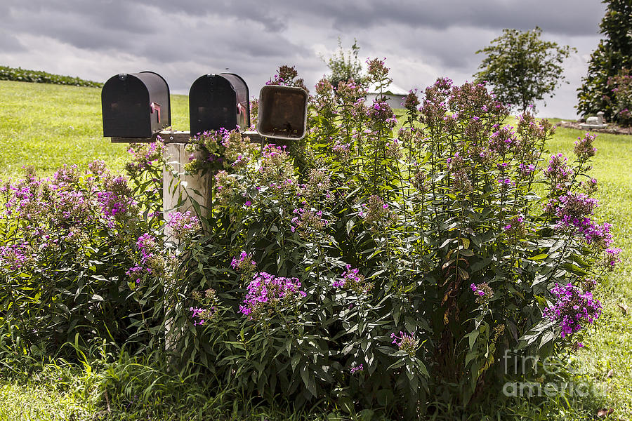 Summer Photograph - You have Flowers in the Mail. by Larry Braun Summer Photograph - You have Flowers in the Mail. by Larry Braun