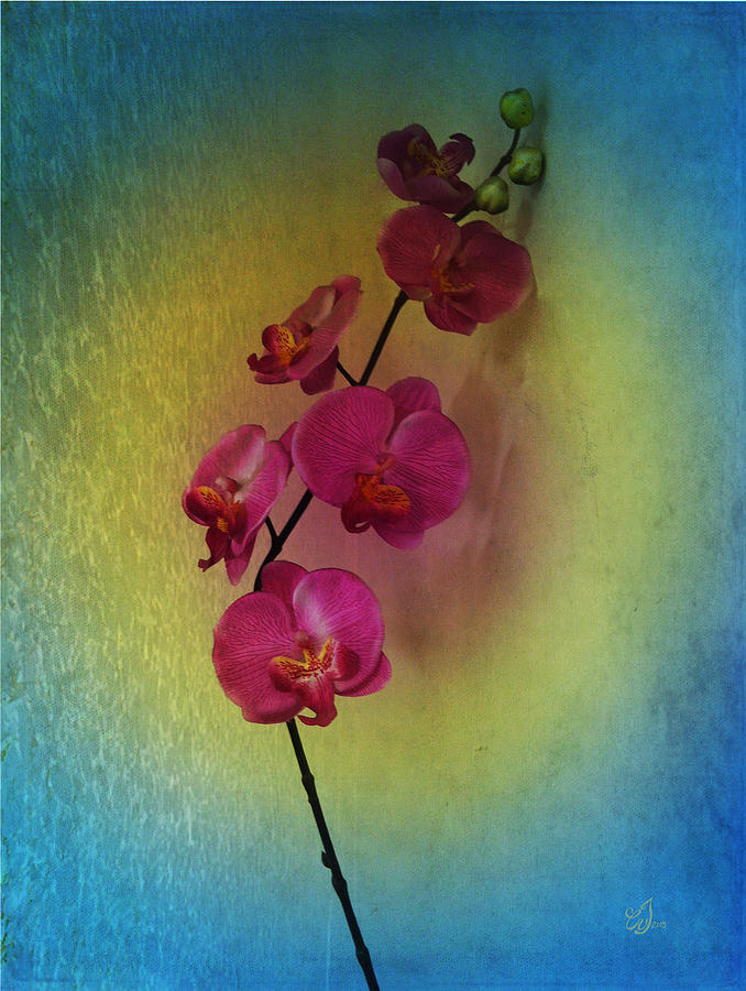 Flowers Still Life Photograph - You Light Up My Life by Music of the Heart