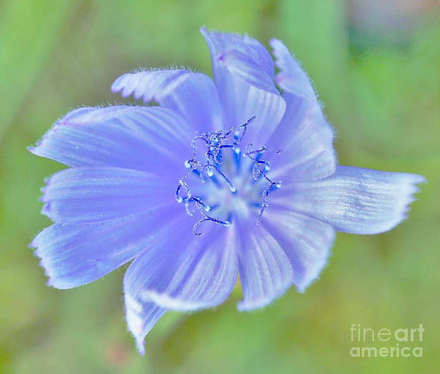You look pretty in blue  Photograph by Merle Grenz