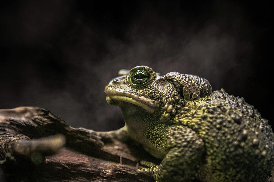 Amphibians Photograph - You Lookin At Me? by Tiffany Anthony