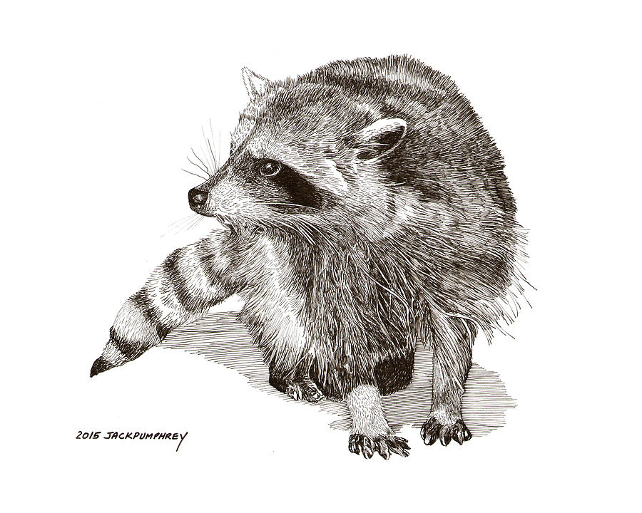 You looking at M E  Randy Raccoon Drawing by Jack Pumphrey