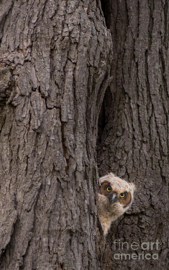 Peek a boo Photograph by Rudy Viereckl