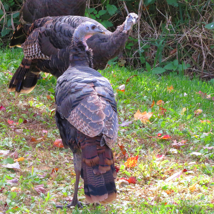 You Looking At Me Wild Hen Turkeys Photograph By Stephanie Forrer Harbridge Pixels
