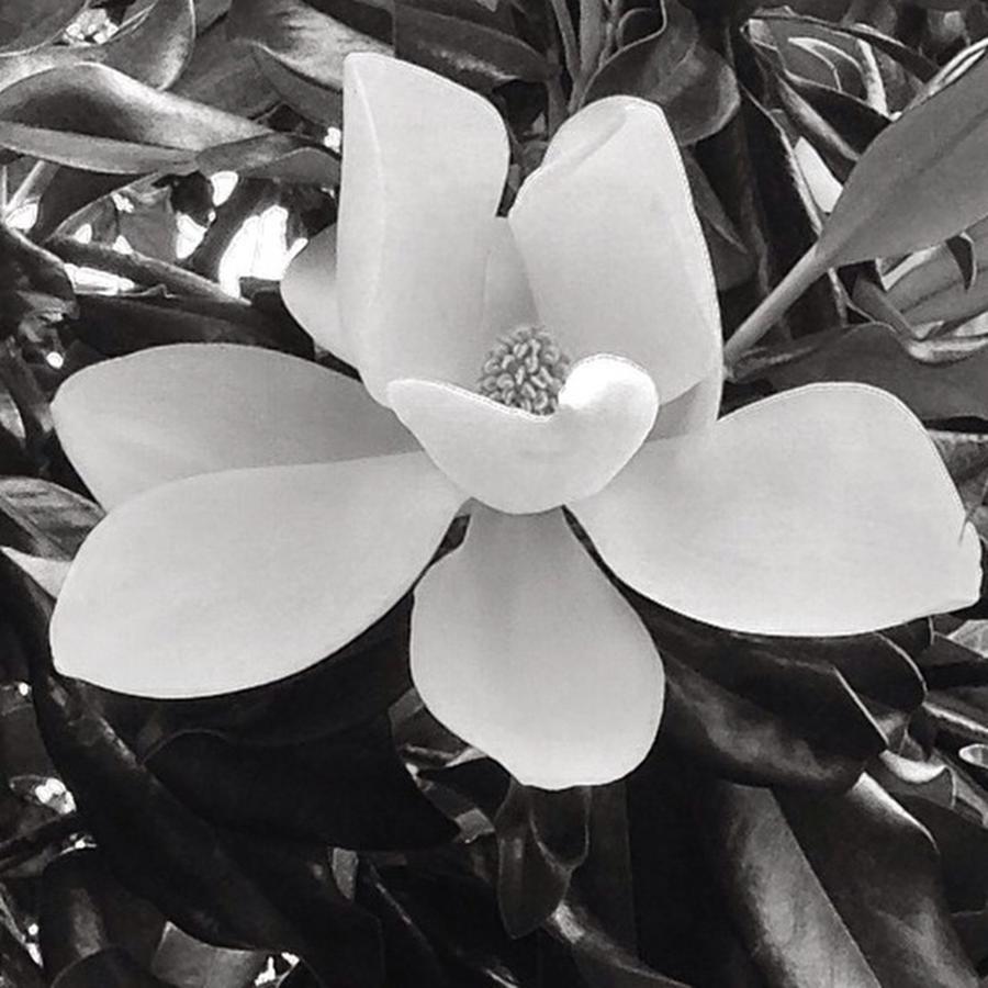 Magnolia Movie Photograph - You Only Live Once, But If You Do It by Caroline B