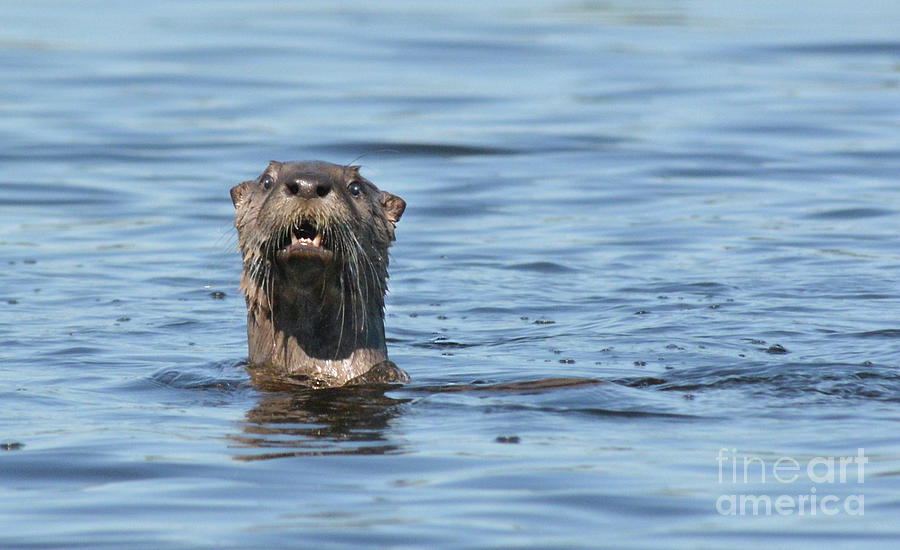 You Otter Know Photograph by Vivian Martin