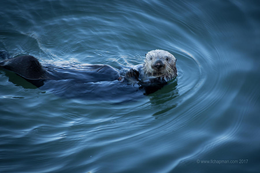 You Otter take my picture, Lady Photograph by Lora Lee Chapman
