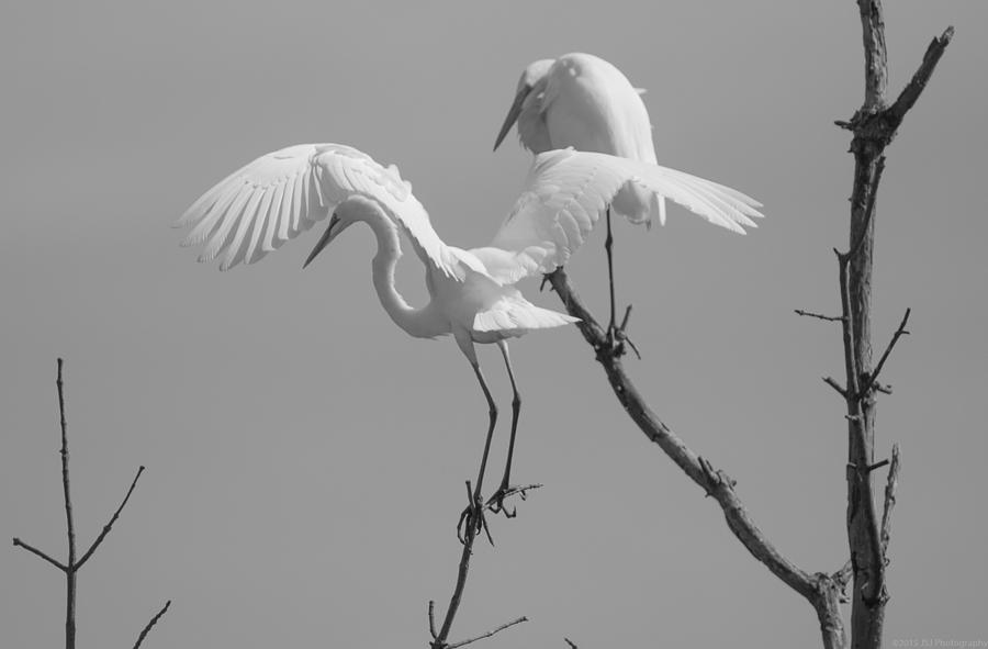 Egret Photograph - You Really Do Not Want To Land There in BW by Jeff at JSJ Photography
