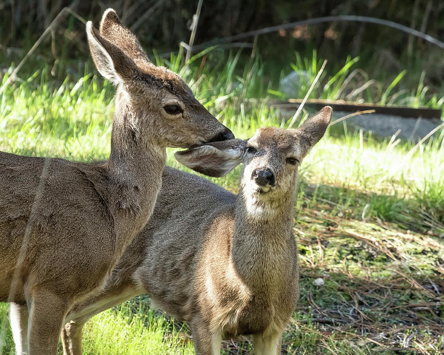 You Scratch My Ear... Photograph by Belinda Greb