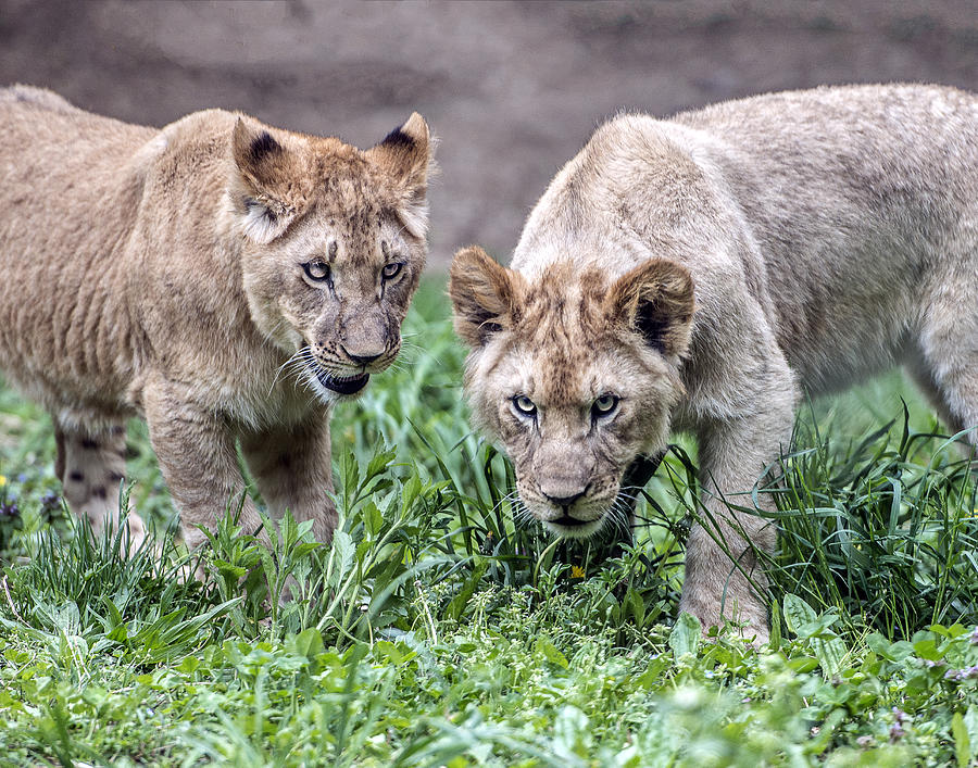 You Talkin To Us? Photograph by William Bitman