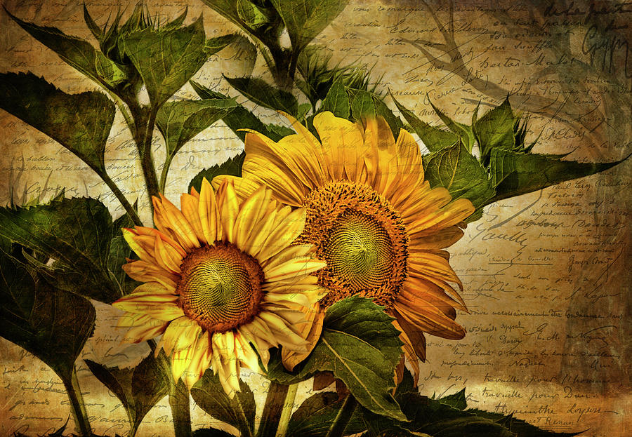 Sunflowers Digital Art - You Will Always Find Light In The Dark by Georgiana Romanovna