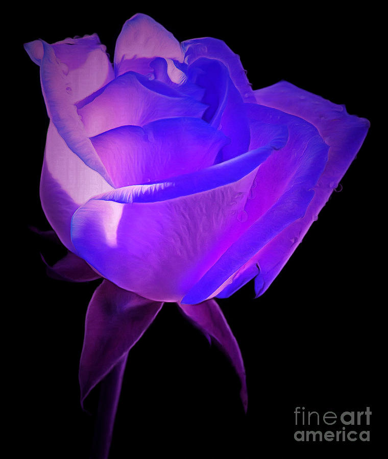 Rose Photograph - You Will Be Loved by Krissy Katsimbras