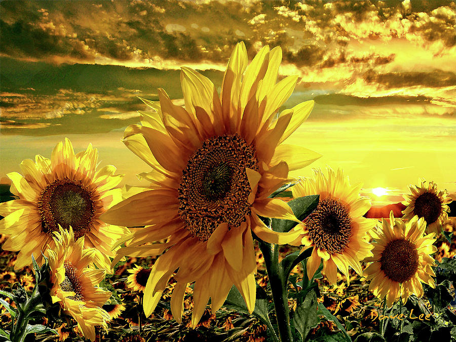 Sunflowers Dancing in the Sun Mixed Media by Dave Lee