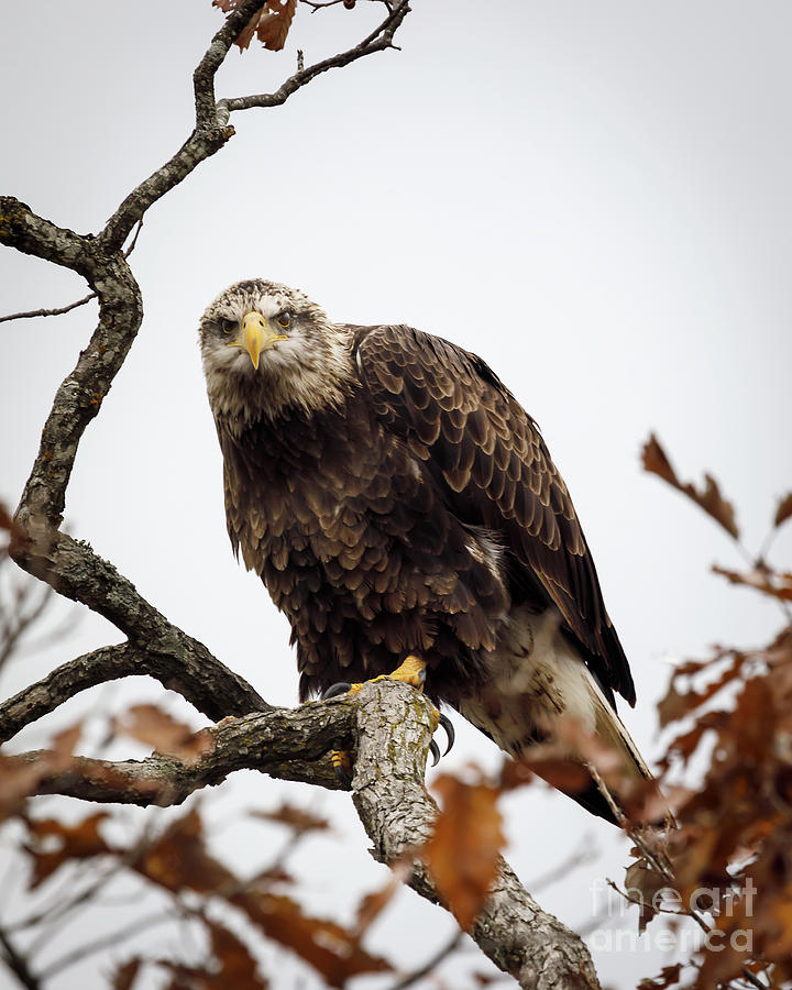 Young Adult Bald Eagle Photograph by Dennis Hedberg