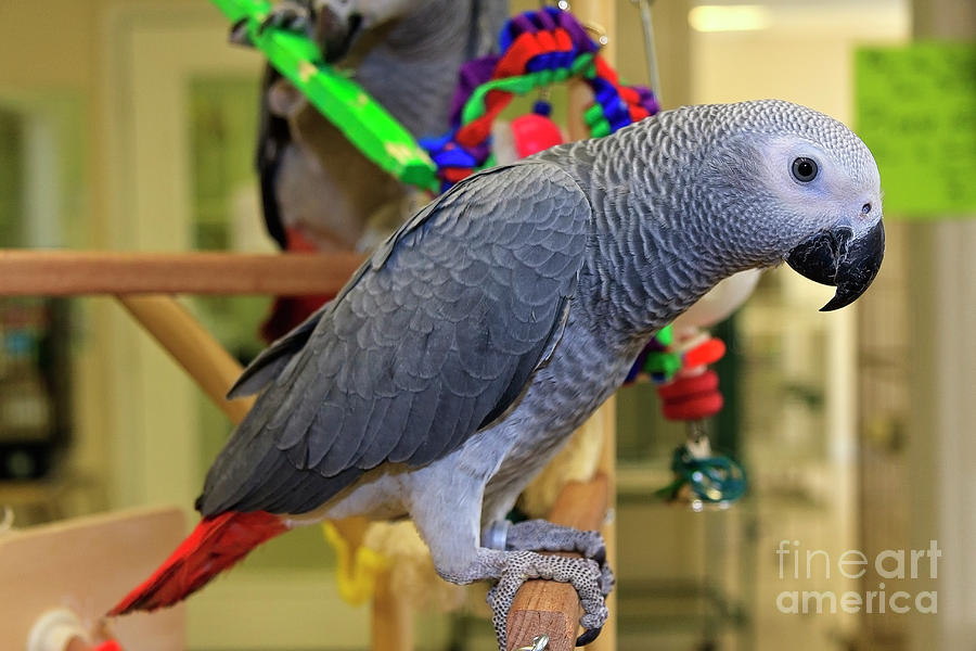 Young African Grey Parrot Photograph by Jill Lang