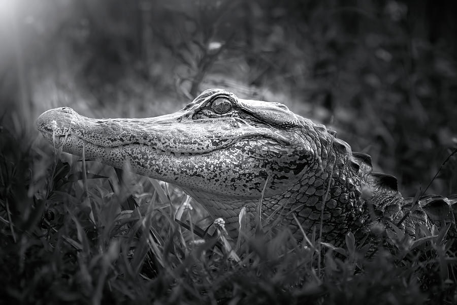 Young Alligator at Sunrise Photograph by Mark Andrew Thomas