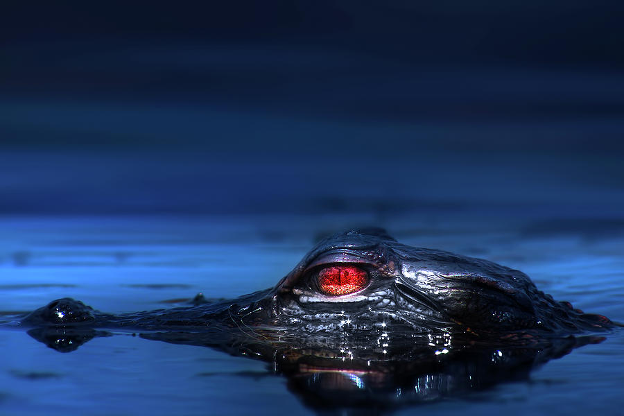 Alligator Photograph - Young Alligator by Mark Andrew Thomas