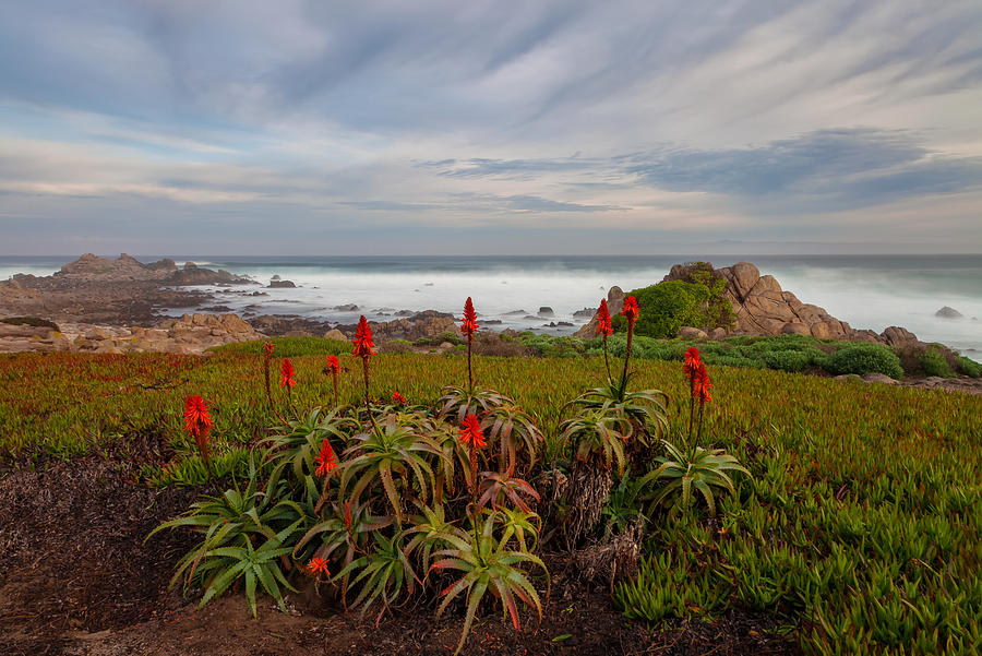 Young Aloes Photograph by Jonathan Nguyen
