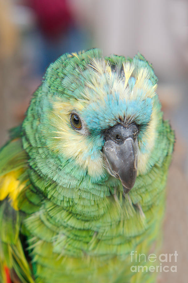 Bird Photograph - Young Amazon Parrot by MSVRVisual Rawshutterbug