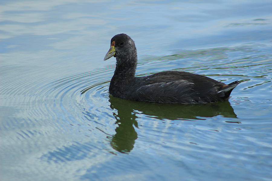 Young American Coot Swimming Photograph by Robert Hamm - Fine Art America