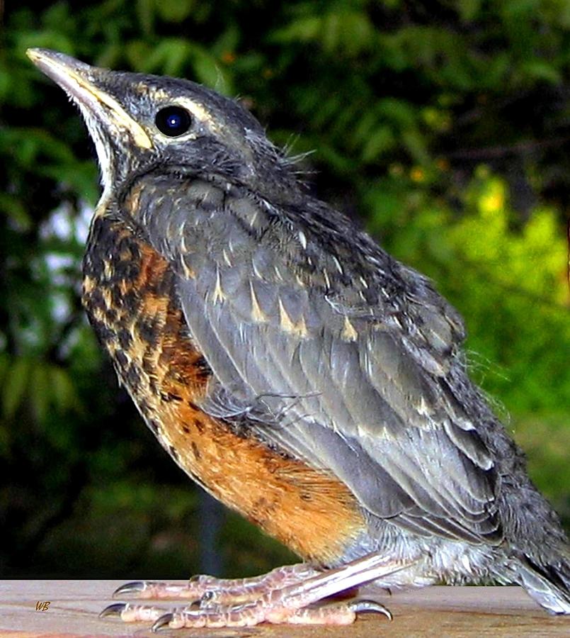 Young American Robin Photograph by Will Borden