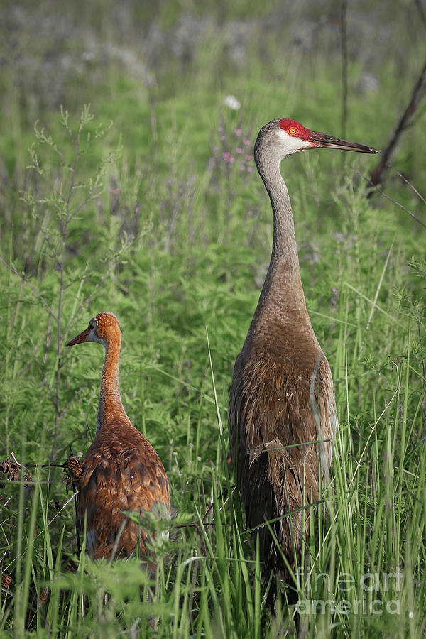 Young and Adult Sandhills Photograph by Tom Claud
