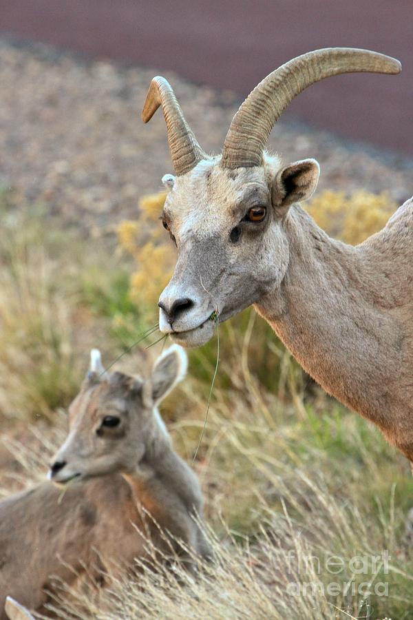 Young And Old Big Horn Sheep Photograph by Adam Jewell