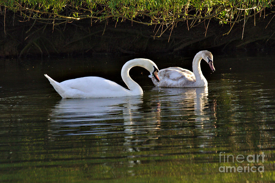 Young and Older Swans Photograph by Jeremy Hayden