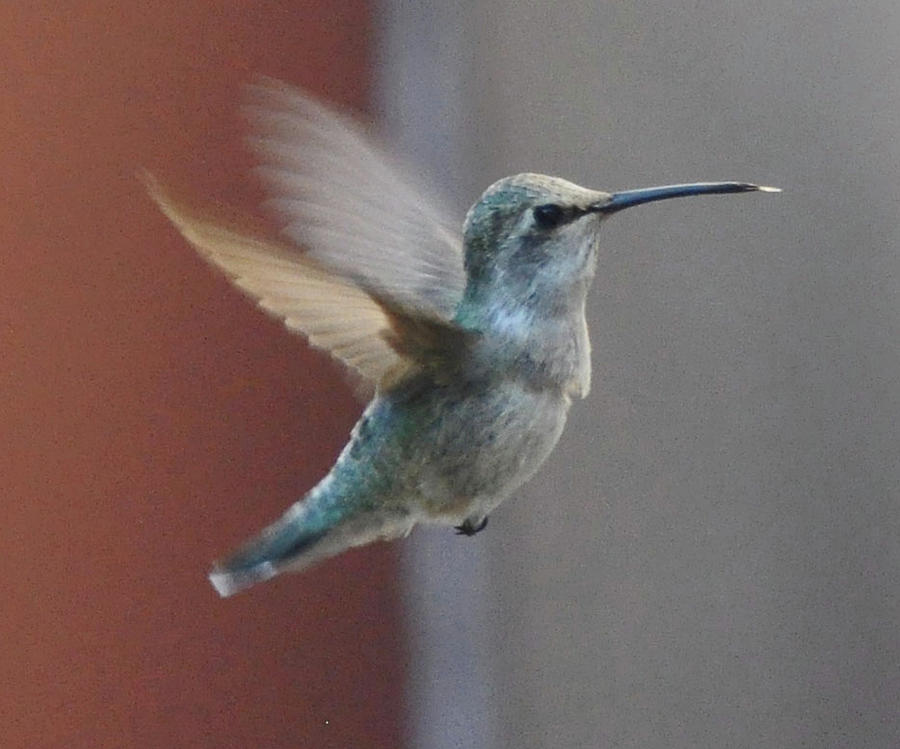 Young Annas Hummingbird In Flight Photograph by Jay Milo
