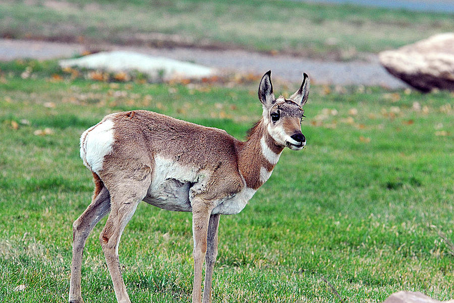 Young Antelope 026 AL Cop Photograph by Ron Toews - Pixels