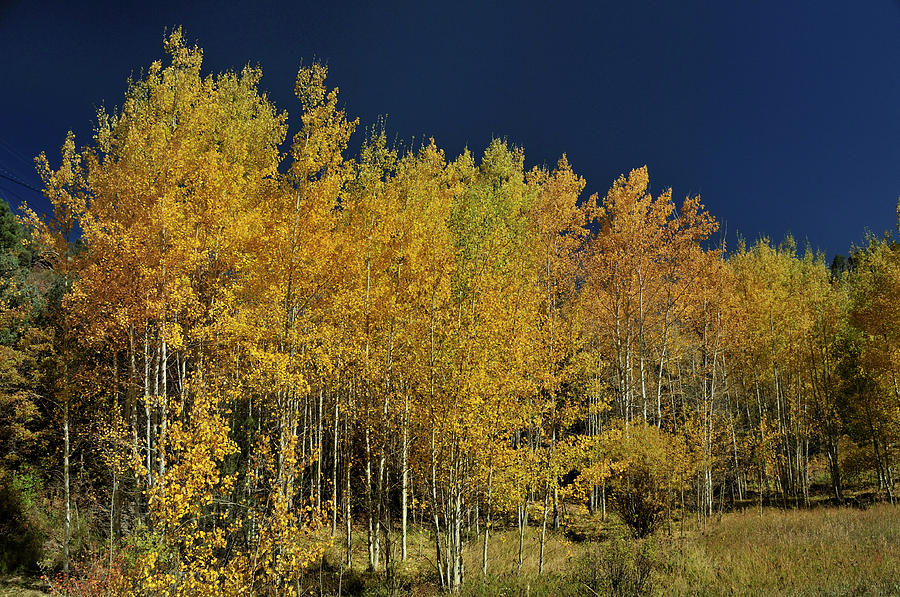Young Aspen Family Photograph by Ron Cline