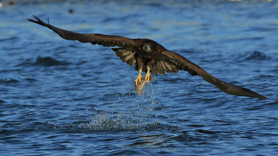 Young Bald Eagle catching fish Photograph by Coby Cooper