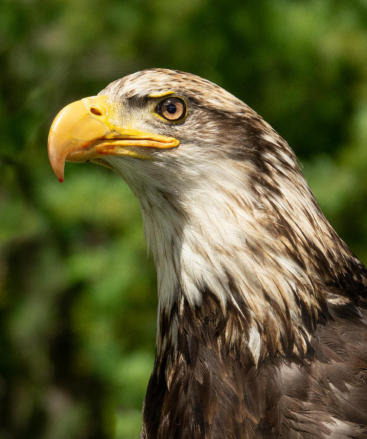 Young Bald Eagle Photograph by Elizabeth Waitinas