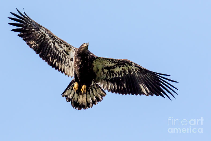 Young Bald Eagle Flight Photograph by Eleanor Abramson