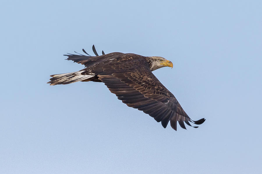 Young Bald Eagle Heads Off to Hunt Photograph by Tony Hake