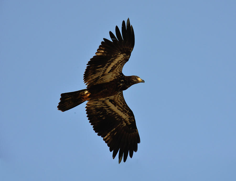 Young Bald Eagle In Flight Photograph
