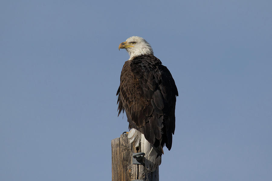 Young Bald Eagle Keeps Watch Photograph by Tony Hake - Fine Art America