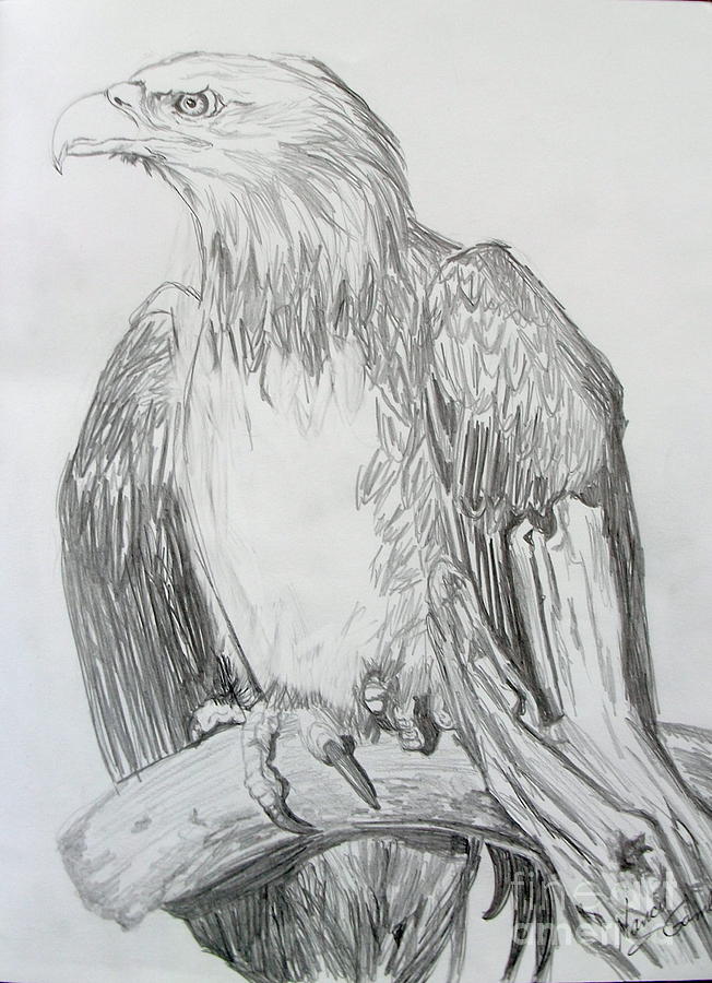 Young Bald Eagle Drawing by Nancy Rucker