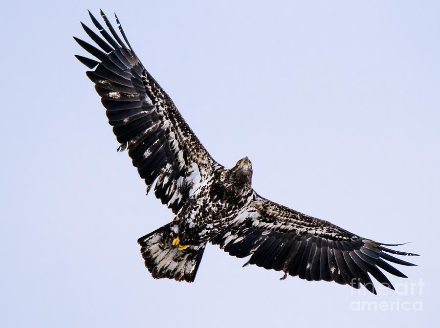 Young Bald Eagle Overhead Photograph By Libby Lord