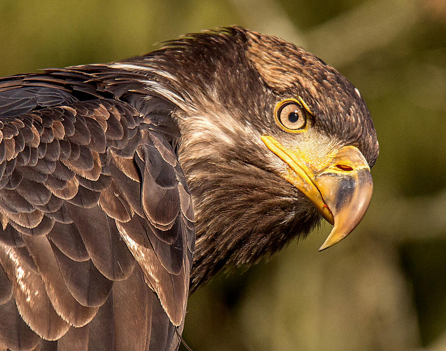 Young Bald Eagle Portrait  Photograph by Carl Olsen