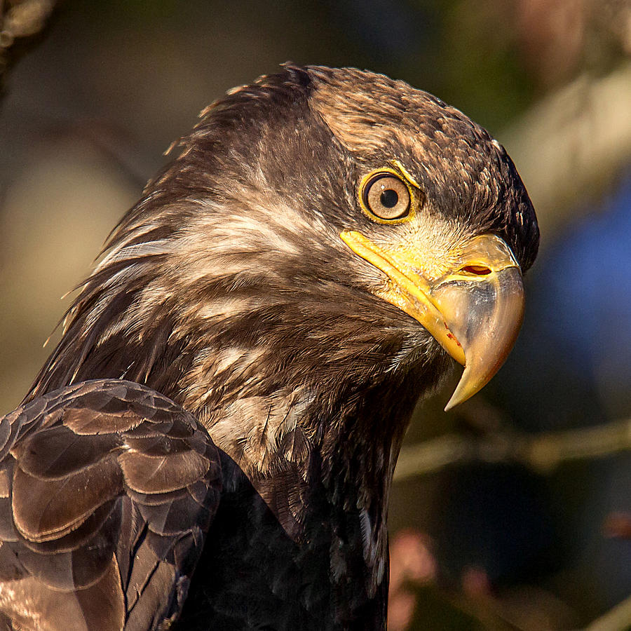 Young Bald Eagle Portrait  Photograph by Carl Olsen