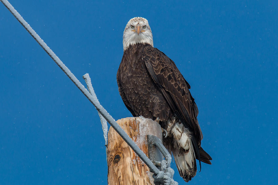 Young Bald Eagle Shows Some Attitude Photograph by Tony Hake
