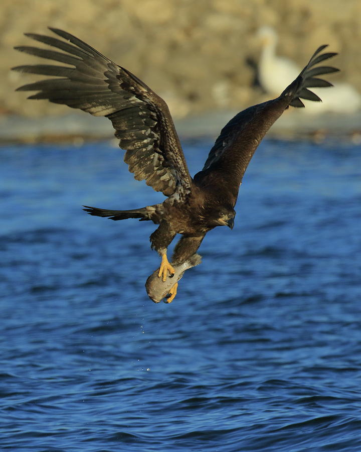 Young Bald Eagle with Fish Photograph by Coby Cooper